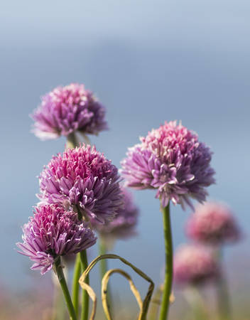 Chivesの写真素材