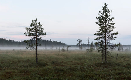 Morning in the swamp