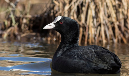 Eurasian cootの写真素材