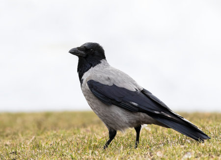 Crow