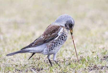 fieldfare pulling earthwormの写真素材