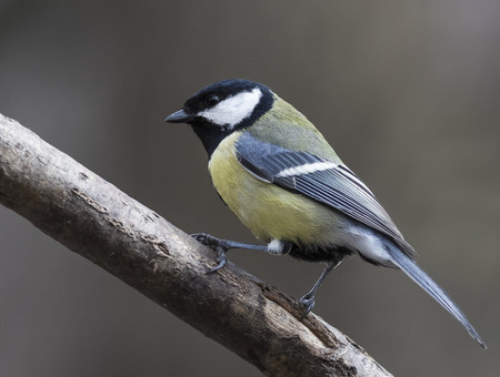 Great titの写真素材