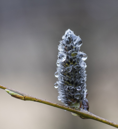 Willowの写真素材