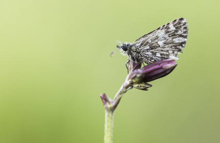 Grizzled skipperの写真素材