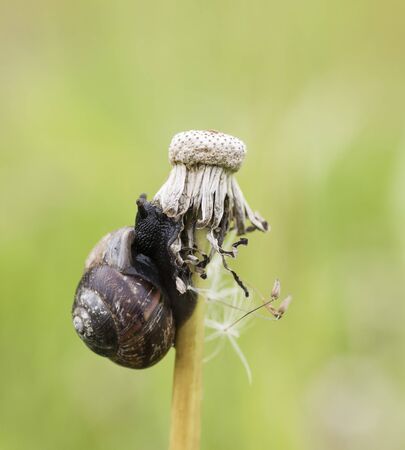 Arianta arbustorumの写真素材