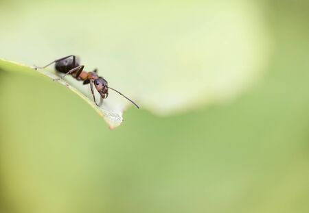 Ant on leafの写真素材