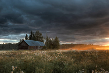Summer evening on the meadow