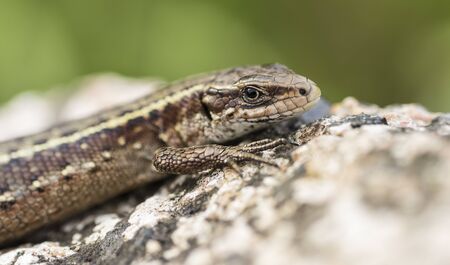 Lizardの写真素材