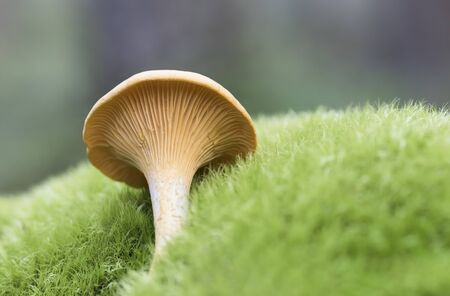 Chantarelleの写真素材