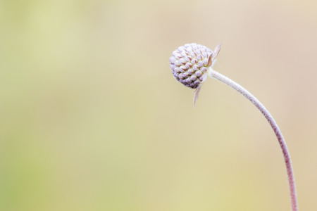 Succisa pratensisの写真素材