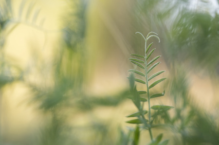 Tufted Vetch at summer eveningの写真素材