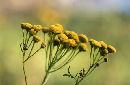 Tansy