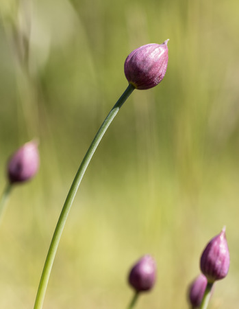 Chives buddingの写真素材