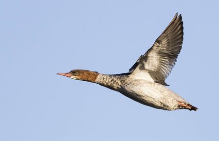 Common Goosander flyingの写真素材
