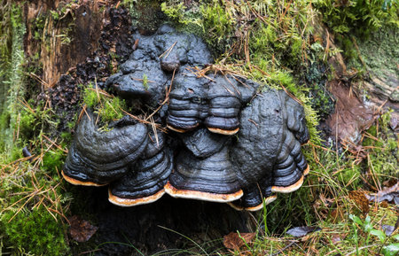 A large group of black polypores Fomitopsis pinicola