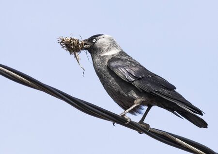 Eurasian jackdaw making nestの写真素材