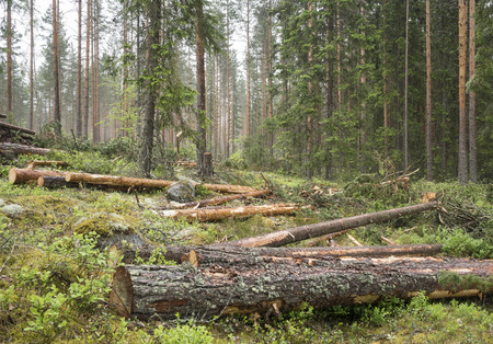 Thinning in pine forest in Finlandの写真素材