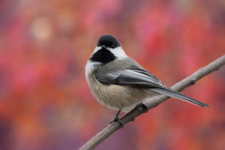 Black capped Chickadee against autumn orange pink color backgroundの写真素材