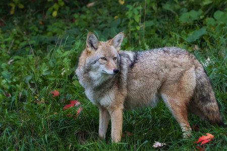 Close up of Coyote in grass field near forest