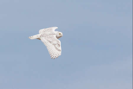 White snowy owl gliding in blue skyの写真素材