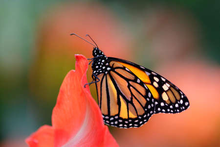 Monarch butterfly on red flower petalの写真素材