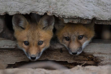 Two fox cubs peeking out of old barn hideoutの写真素材