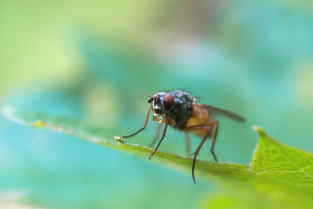 Bubble blowing fly close up on leaf against green and turquoise blurred background