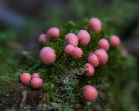 Extreme close up of Pink Slime Puffballs mushrooms in green moss on tree stumpの写真素材