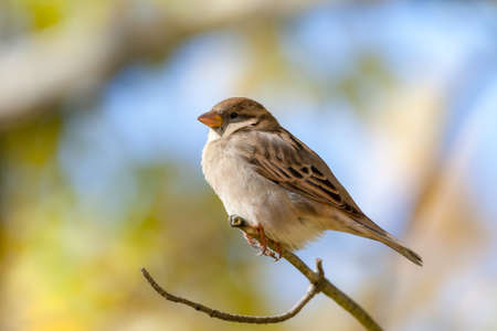 Extreme close up of female House Sparrow bird on branchの写真素材
