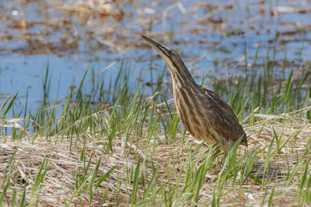 Close up of American Bittern bird standing in grass field near waterの写真素材