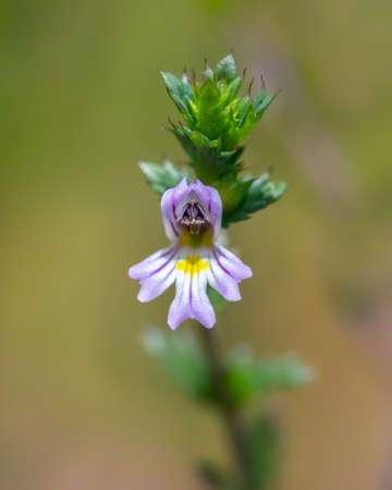 Wild euphrasia flower front view close upの写真素材