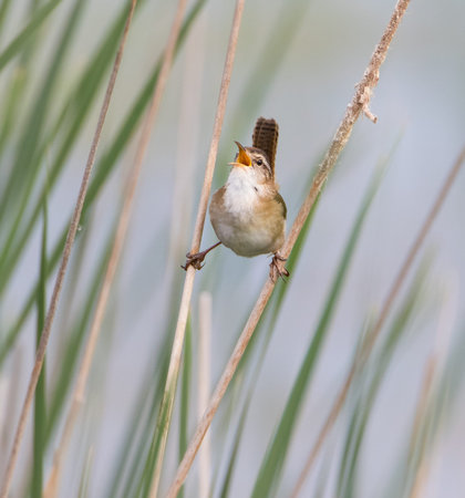 Marsh Wren bird singing with wide open beak while clinging to grass stemsの写真素材