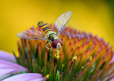 Macro of Hoverfly eating pollen from echinacea