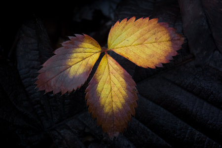 Close up of brown and yellow straberry leaf in autumnの写真素材