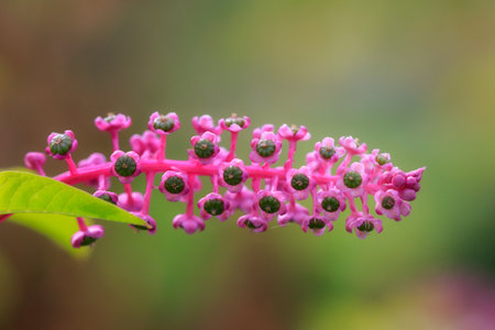 American pokeweed green fruits on bright pink flowerheadの写真素材