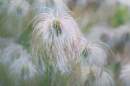 Clematis white hairy fruiting ballsの写真素材