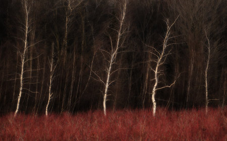 Grey Birch trunks and blueberry red shrubs field in autumnの写真素材