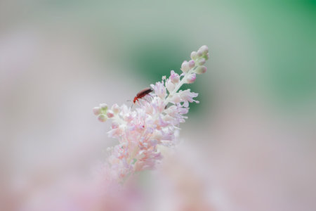 Orange beetle on pink soft flower