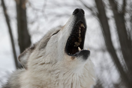 Howling Gray Wolf close upの写真素材