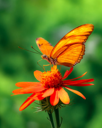 Close up of Julia Butterfly on orange flower with green backgroundの写真素材