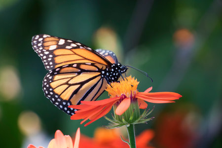 Close up of Monarch butterfly on orange flower with green backgroundの写真素材