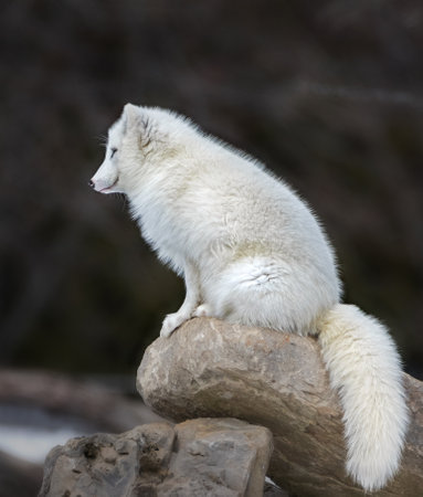 Side view of arctic fox sitting on top of a pile of rocksの写真素材