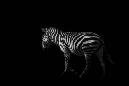 Black and white Zebra against black backgroundの写真素材