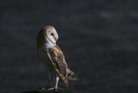 Close up of Barn Owl on rock at duskの写真素材