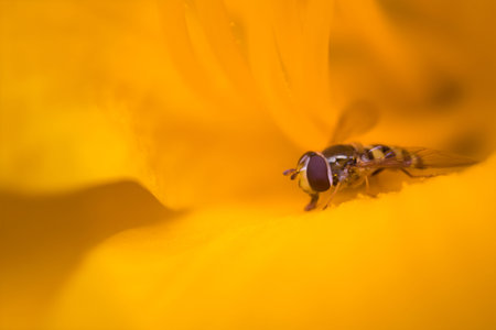 Hover fly licking yellow day lily nectar