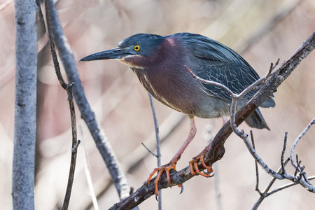 Extreme close up of Green Heron standing on tree branch in forestの写真素材