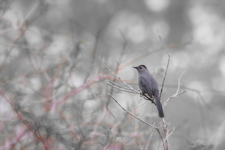 Gray Catbird perched on branch against soft background