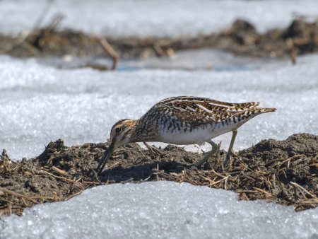 Wilson's Snipe bird feeding in springtime field of mud and snowの写真素材