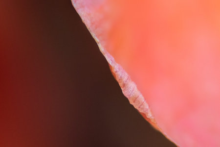 Minimalist rose flower petal extreme closeup view