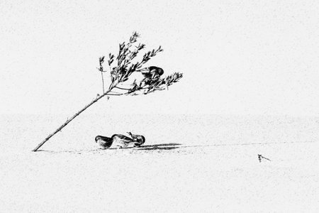 Digitally modified black and white photo of Redpoll birds eating oenothera seeds in winterの写真素材